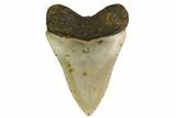 Fossil Megalodon Tooth - North Carolina #166987-1
